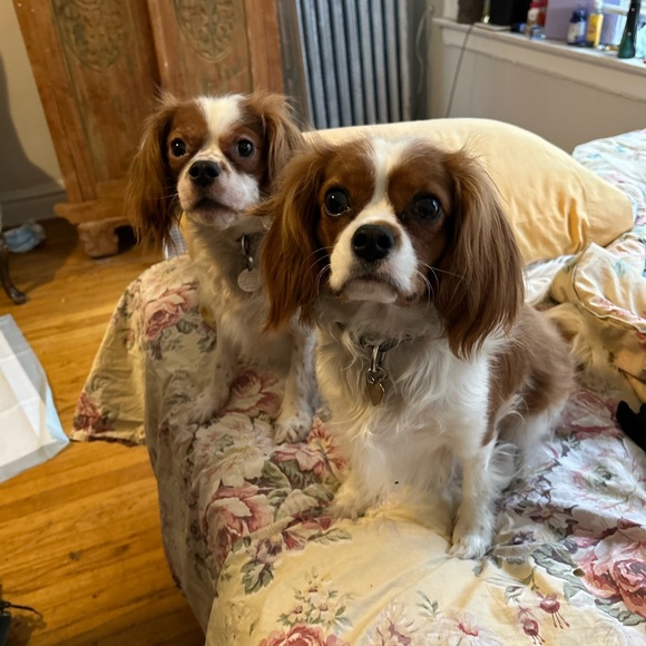 Meet your Posher, Pnina - Picture 4 of 4